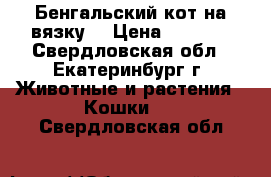 Бенгальский кот на вязку  › Цена ­ 3 000 - Свердловская обл., Екатеринбург г. Животные и растения » Кошки   . Свердловская обл.